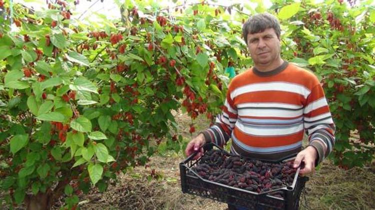 Dubai, Katar ve Iraka özel ihraç ediliyor Kilosu 100 TL: Bağırsakları harıl harıl çalıştırıp cilde içten kolajen yüklüyor Doğanın C vitamini kralı