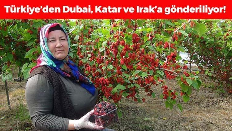 Dubai, Katar ve Iraka özel ihraç ediliyor Kilosu 100 TL: Bağırsakları harıl harıl çalıştırıp cilde içten kolajen yüklüyor Doğanın C vitamini kralı