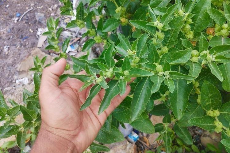 Mardinde asırlardır kullanılıyor Basurun ve kabızlığın çaresi onda: Sabah aç karnına 1 çay kaşığı tüketmek yetiyor