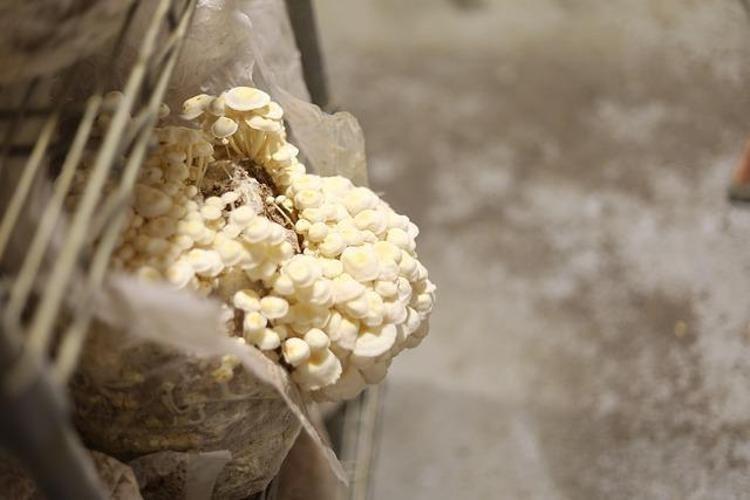 Doğadan gelen mucize lezzet: Tadı etle yarışıyor, etten 10 kat fazla protein içeriyor, vücuda D vitamini depoluyor