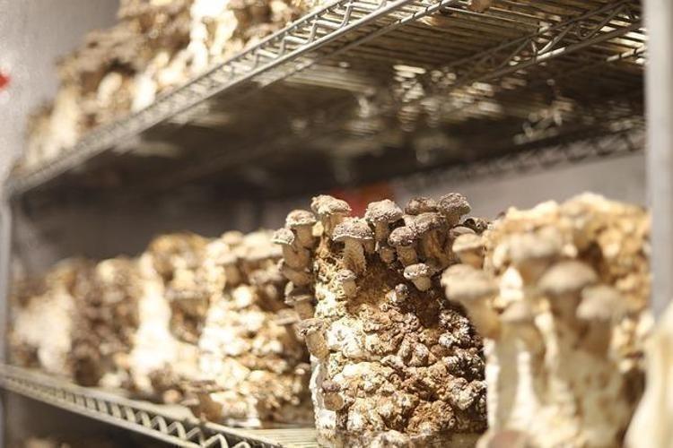 Doğadan gelen mucize lezzet: Tadı etle yarışıyor, etten 10 kat fazla protein içeriyor, vücuda D vitamini depoluyor