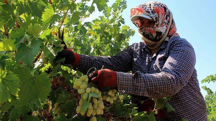 Pekmeze rakip çıktı Demir depolarını saniyesinde dolduruyor: 1 kaşık yiyen 10 yıl hastalanmıyor