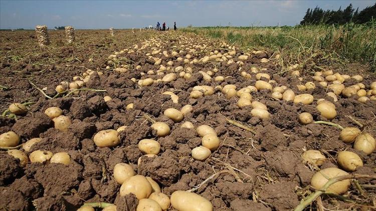 Kilosu 12 TLye düştü Böyle pişirince kolesterolü sıfırlıyor, kan şekerini dengeleyip 12 saat tok tutuyor