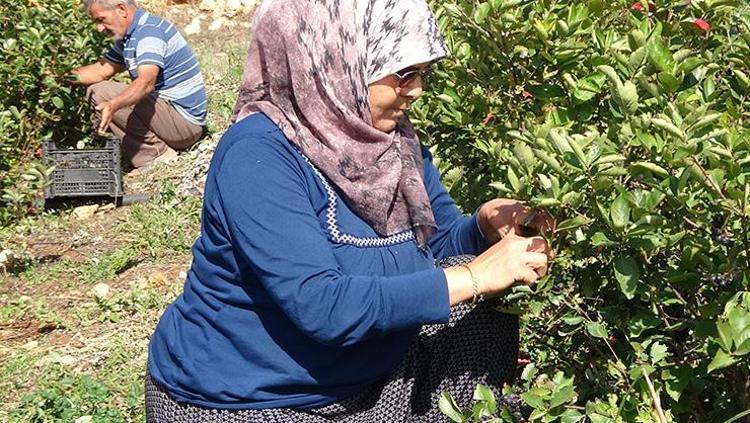 Potasyum, kalsiyum ve magnezyum zengini Böbrek ve karaciğerdeki toksinleri temizliyor, 1 bardak şekerle kaynatın