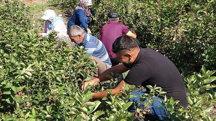 Potasyum, kalsiyum ve magnezyum zengini Böbrek ve karaciğerdeki toksinleri temizliyor, 1 bardak şekerle kaynatın