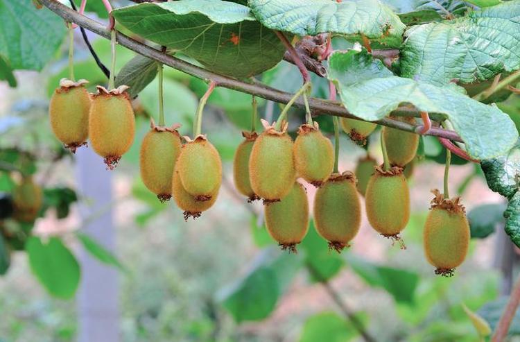 Bir poşet portakaldan daha fazla C vitamini barındırıyor Doğanın en güçlü antioksidanlarından: Folat ve K vitamini zengini