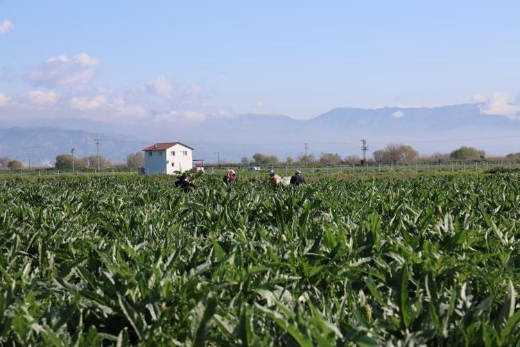 Türkiyenin Yeşil altını tanesi 20 liradan satılıyor, karaciğeri baştan yaratıyor
