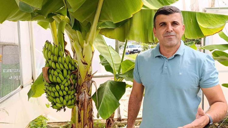 Muzu hemen olgunlaştırıyor Yanına 1 tane koymak yeterli