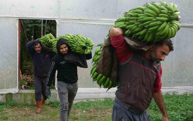 Muzu hemen olgunlaştırıyor Yanına 1 tane koymak yeterli