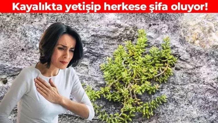 Kayalıkta kendiliğinden yetişiyor Damarları temizleyip kalbi koruyor: Vücuda C vitamini yükleyip bağışıklığı beton gibi sağlamlaştırıyor