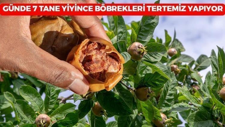 Günde 7 tane yiyince böbrekleri tertemiz yapıyor: Hak ettiği değeri görmüyor ama 7den 70e herkese şifa dağıtıyor