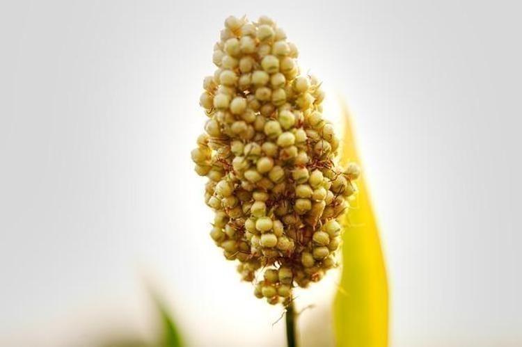 EN ZENGİN MAGNEZYUM KAYNAKLARINDAN