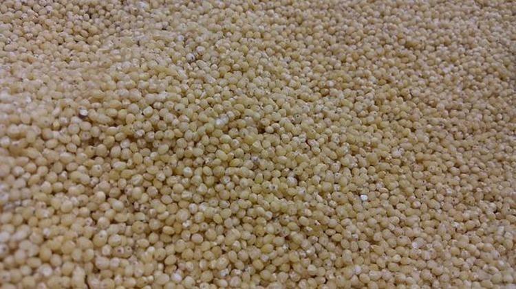 KAN ŞEKERİ SEVİYELERİNİ DÜZENLER