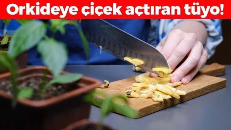 Kabuğunu kesip koyunca orkideye pıtır pıtır çiçek açtırıyor Meyvesini yiyip kabuğunu atmayın: Ölmüş orkideyi bile canlandırıyor