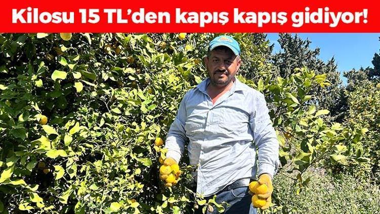 Bahçede kilosu 15 TLye düştü Karaciğeri yeniden doğmuş gibi yapıp toksinlerin kökünü kurutuyor Doğanın C vitamini kralı