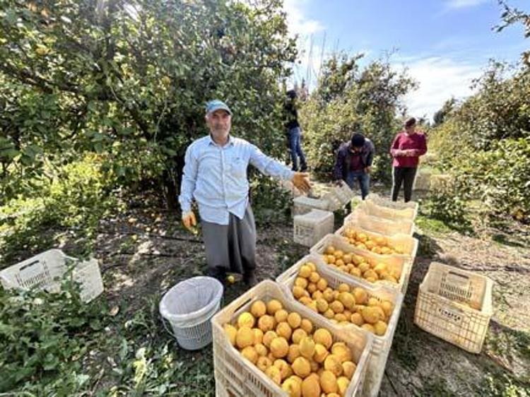 Bahçede kilosu 15 TLye düştü Karaciğeri yeniden doğmuş gibi yapıp toksinlerin kökünü kurutuyor Doğanın C vitamini kralı