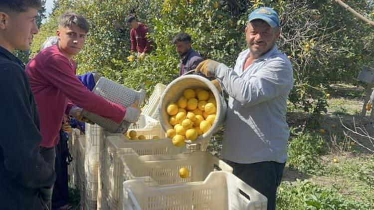MARKETLERDE LİMON SATIŞI 25 TL TARLADA 15 TLDEN SATILIYOR