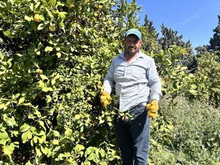 Bahçede kilosu 15 TLye düştü Karaciğeri yeniden doğmuş gibi yapıp toksinlerin kökünü kurutuyor Doğanın C vitamini kralı
