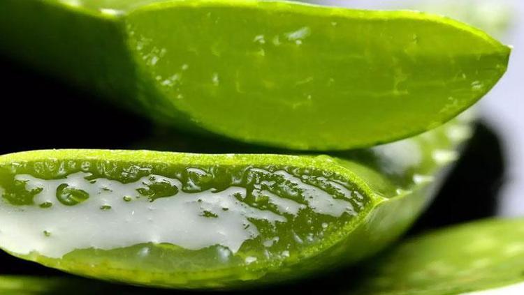 ALOE VERA JELİNİN KULLANIMI