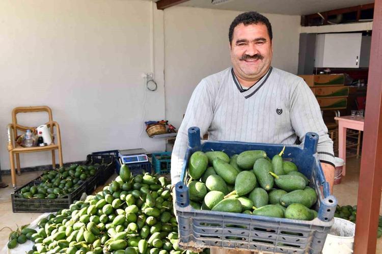 Anavatanı Meksika ama Samsunda üretiliyor Damarları saniyesinde genişletiyor, kolesterolü dengeleyip safra kesesindeki toksinleri arındırıyor