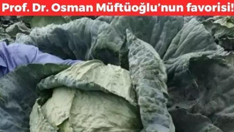 Prof. Dr. Osman Müftüoğlunun favorisi Salatasını yapıp tabak tabak yiyin: Folat ve potasyum zengini: 1 aylık lif ihtiyacını tek seferde karşılıyor