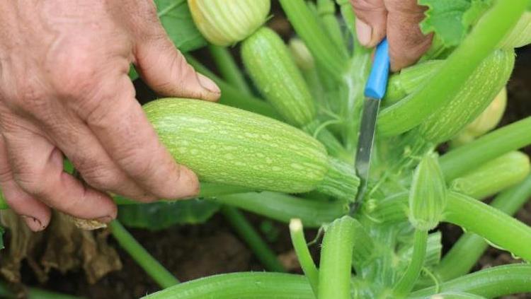 Tarlada kilosu 50, markette 90 TL Hatayda hasat başladı: A, C ve K vitamini zengini, yemeğini yapıp tabak tabak yiyin