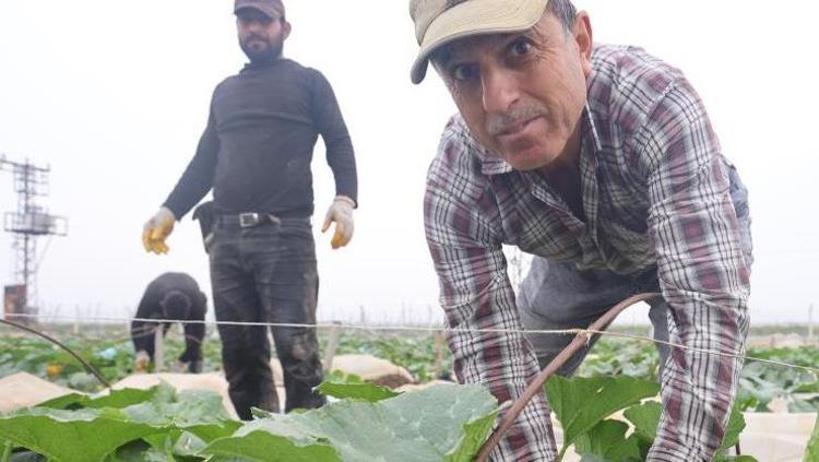 Tarladan 50 ila 60 TLye çıkan kabak marketlerde 90 ila 100 TL arasında satılıyor