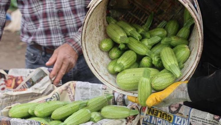 Tarlada kilosu 50, markette 90 TL Hatayda hasat başladı: A, C ve K vitamini zengini, yemeğini yapıp tabak tabak yiyin