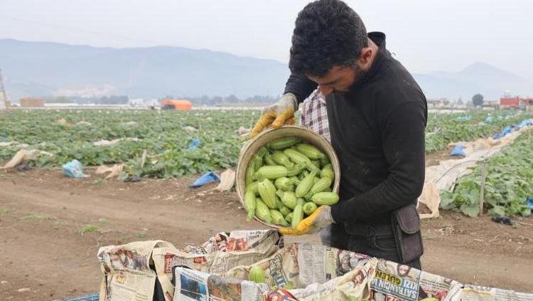Tarlada kilosu 50, markette 90 TL Hatayda hasat başladı: A, C ve K vitamini zengini, yemeğini yapıp tabak tabak yiyin