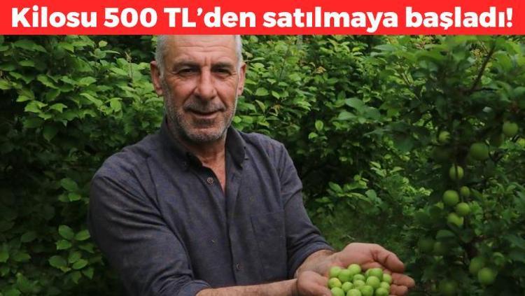 Hataydan Avrupaya kilo kilo satılıyor Kilosu 500 TL: Kan şekerini dengeliyor, tıkalı damarları yağ çözücü gibi açıyor