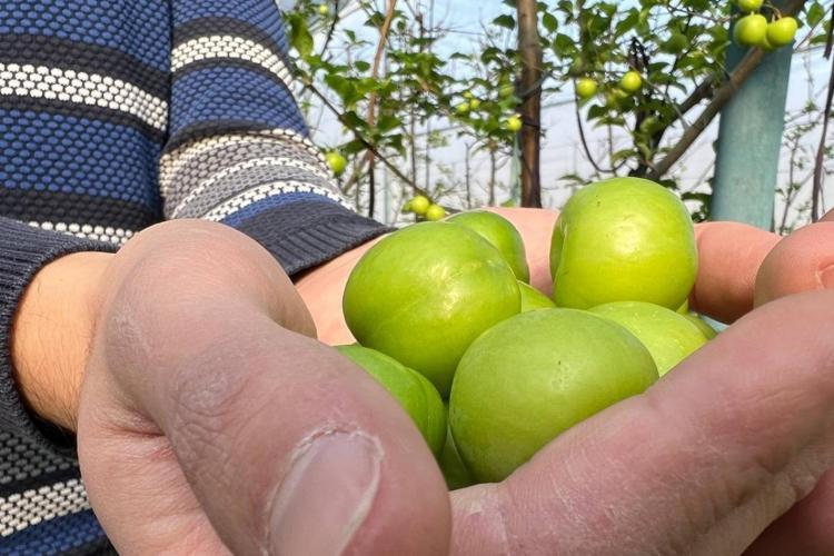 Hataydan Avrupaya kilo kilo satılıyor Kilosu 500 TL: Kan şekerini dengeliyor, tıkalı damarları yağ çözücü gibi açıyor