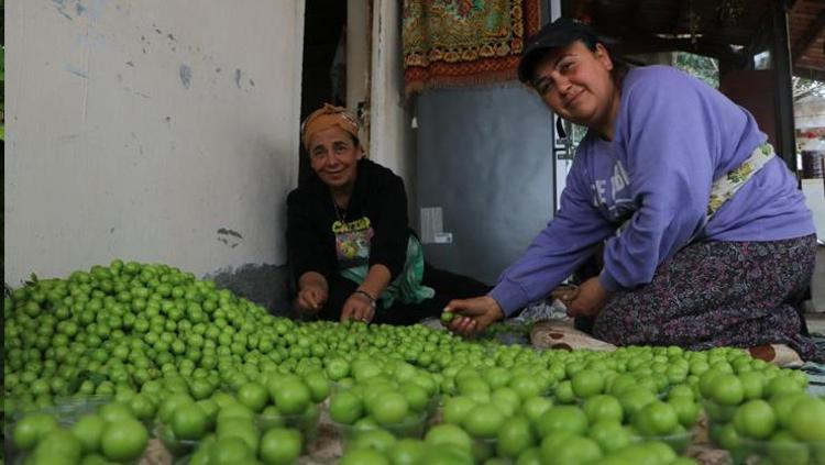 Hataydan Avrupaya kilo kilo satılıyor Kilosu 500 TL: Kan şekerini dengeliyor, tıkalı damarları yağ çözücü gibi açıyor
