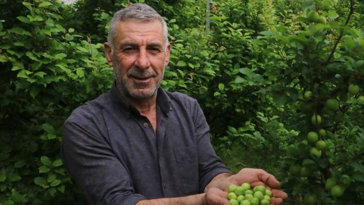ERİĞİN FAYDALARI NELERDİR