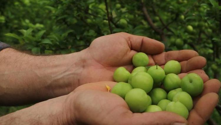 Hataydan Avrupaya kilo kilo satılıyor Kilosu 500 TL: Kan şekerini dengeliyor, tıkalı damarları yağ çözücü gibi açıyor