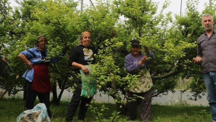 Hataydan Avrupaya kilo kilo satılıyor Kilosu 500 TL: Kan şekerini dengeliyor, tıkalı damarları yağ çözücü gibi açıyor
