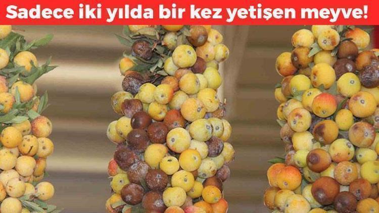 2 yılda 1 kendiliğinden yetişiyor: Şeker, böbrek ve tansiyona iyi geliyor Çayını yapıp içince karaciğer ve safra kesesindeki toksinleri temizliyor