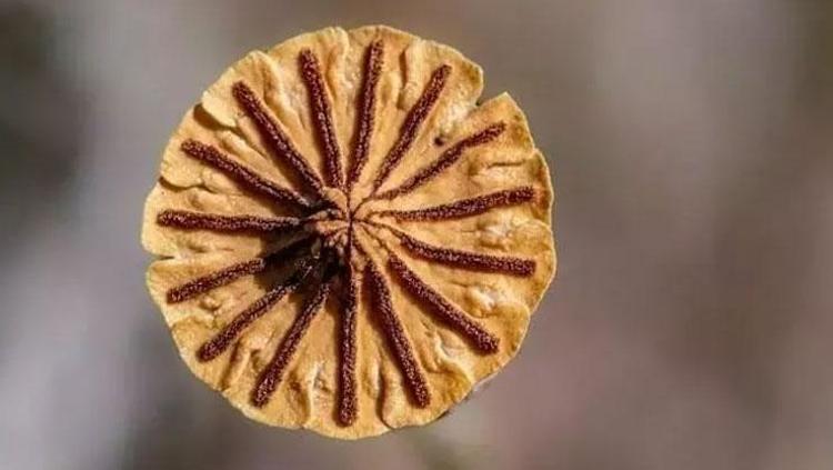 CİLT SAĞLIĞINI DESTEKLER VE GENÇLEŞTİRİR