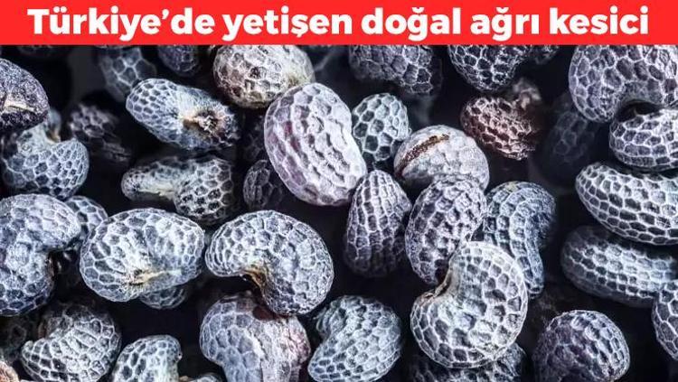 Doğal ağrı kesici etkisi bulunuyor Kan şekerini anında sabitliyor, enfeksiyonlara karşı savaşmada etkili