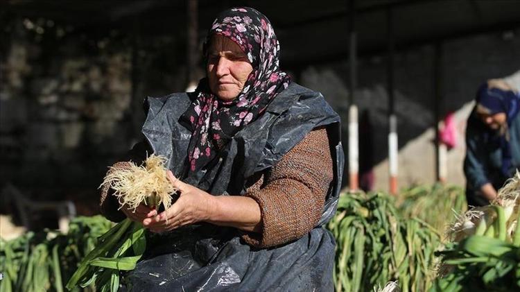 Kıymetini kimse bilmiyor ama haşlayıp kaşık kaşık yiyince tansiyonu dengeliyor Bağırsakları motor gibi çalıştırıp kemikleri betona çeviriyor