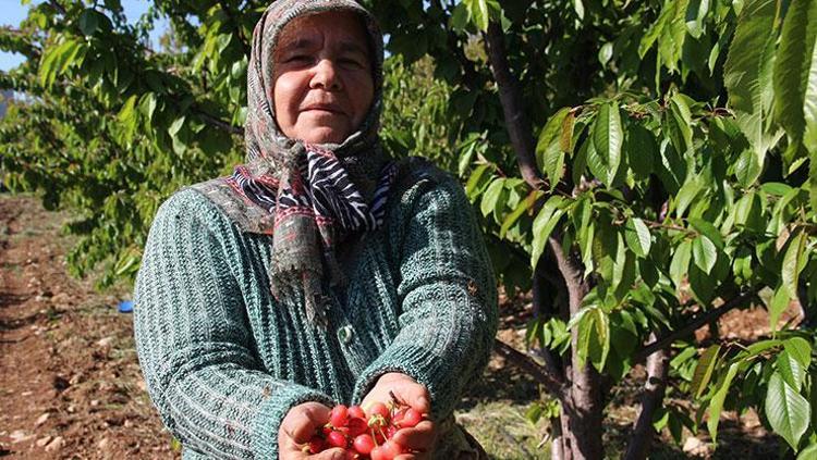 Manisada hasat edildi Kilosu 3 bin 500 TLden satıldı: Rusya, İtalya ve Polonyaya gönderiliyor, tam bir C vitamini deposu