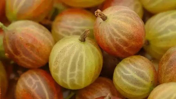 AMLA İLE DOĞAL RENK KORUMA