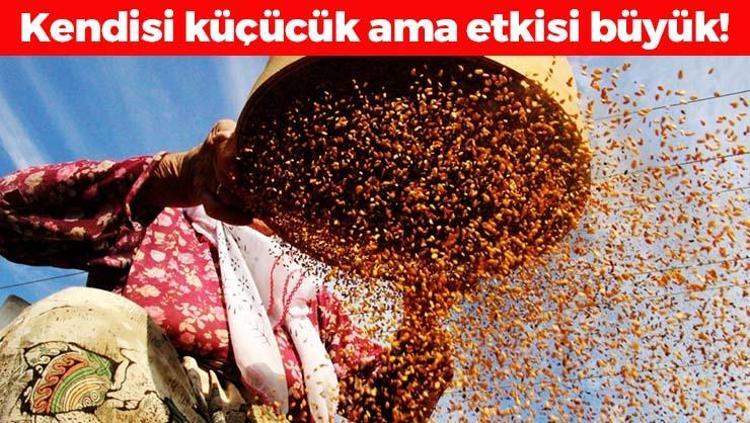İnek sütünden 10 kat daha faydalı Kemikleri betona çeviriyor, tıkalı damarları yağ çözücü gibi açıp kalsiyum, demir ve magnezyum depolarını fullüyor