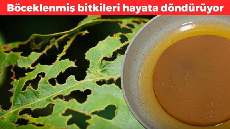 Böceklenmiş bitkileri hayata döndürüyor Evdeki malzemeleri ile 5 dakikada hazırlanıyor: Yapraklar birkaç günde tekrar canlanıyor