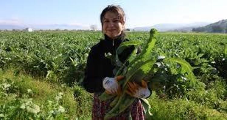 800 dönümlük arazide üretiliyor