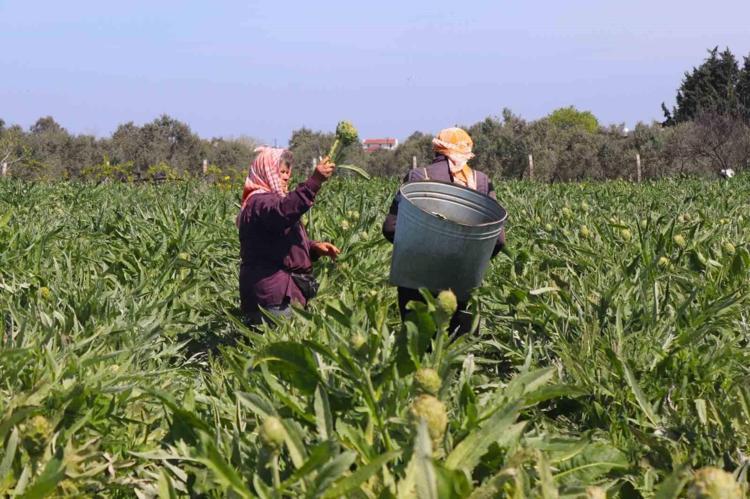 İzmir Urlada hasadı başladı Tanesi 20 tlden alıcı buluyor: Kan şekerini terazi gibi dengede tutuyor, vücuda demir ve magnezyum depoluyor