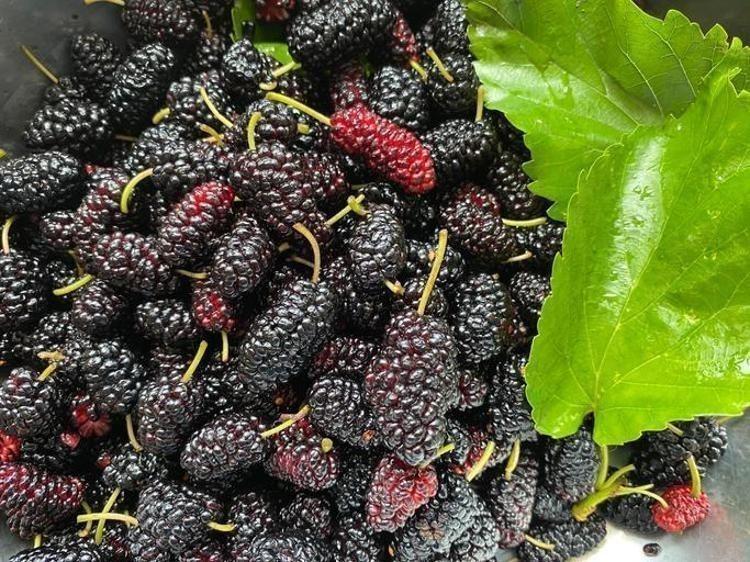 BAĞIRSAK SAĞLIĞINI KÖTÜLEŞTİRİYOR