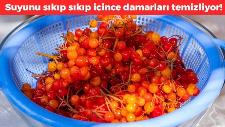 Sıkıp sıkıp için Böbrek taşlarını ceviz gibi kırıyor: Buruş buruş damarları açıyor, kan dolaşımını hızlandırıyor