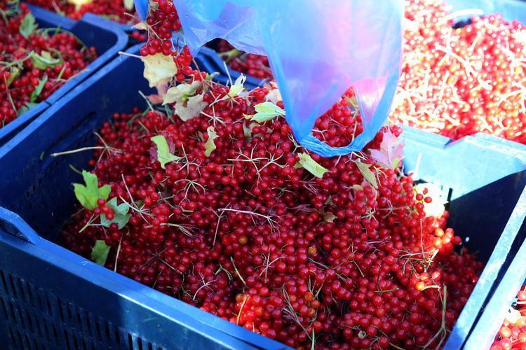 BÖBREK TAŞLARINI KIRIYOR
