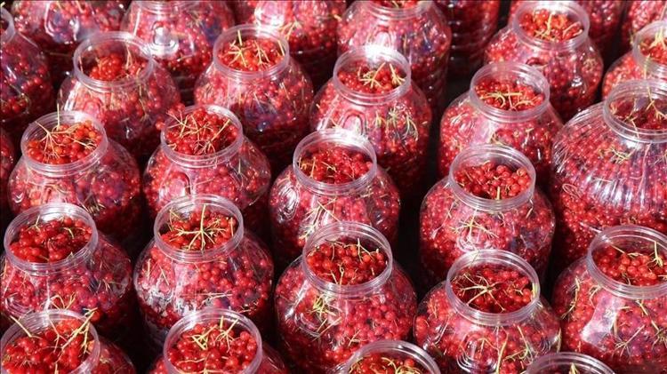 Sıkıp sıkıp için Böbrek taşlarını ceviz gibi kırıyor: Buruş buruş damarları açıyor, kan dolaşımını hızlandırıyor