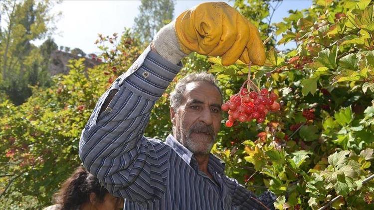 Sıkıp sıkıp için Böbrek taşlarını ceviz gibi kırıyor: Buruş buruş damarları açıyor, kan dolaşımını hızlandırıyor